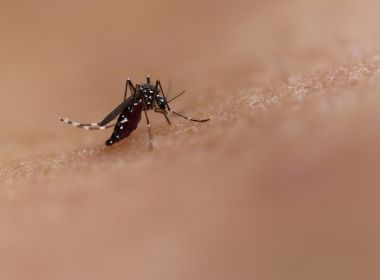 Enquanto Brasil 'espera' primeiro caso de coronavírus, dengue registra alta de 71%