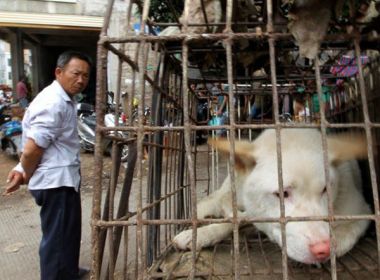 China reclassifica cães como animais de estimação e sinaliza fim de consumo