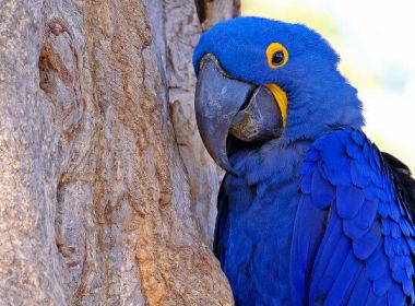 Fogo no Pantanal destrói maior refúgio mundial de araras-azuis