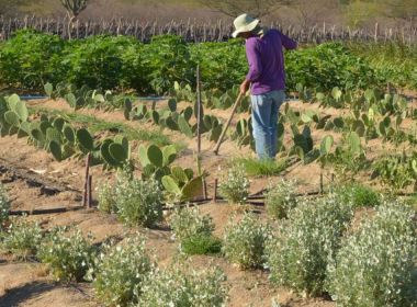 Conselho Monetário Nacional flexibiliza regras para crédito rural a pequenos produtores
