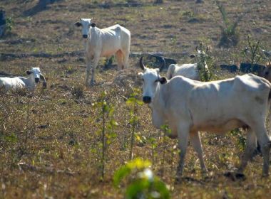 Fogo afeta a pecuária e o Pantanal, mas tônica em Corumbá é corrupção