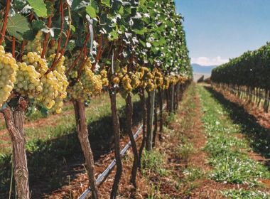 Vinícola Uvva, em Mucugê, promove imersão na produção dos vinhos