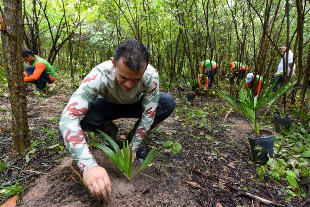 Plantação