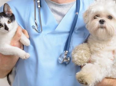 Doutor Pet: 10 passos para você aprender sobre a função renal em cães e gatos