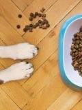 Doutor Pet: O que você precisa saber sobre nutrição do seu cão ou gato