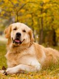Doutor Pet: 15 motivos para acreditar que o Golden Retriever é o dog dos seus sonhos