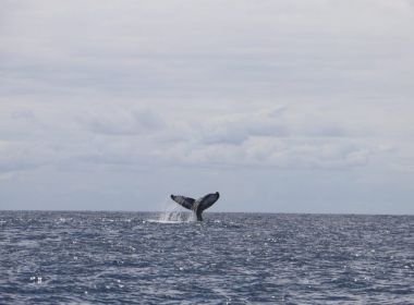 Morro de São Paulo e Boipeba oferecem passeios durante temporada das baleias jubarte