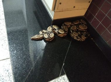 Servidores e magistrados encontram cobra no Fórum Criminal de Salvador