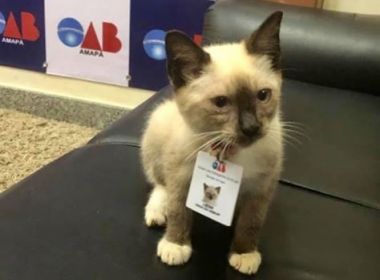 Adotado como 'funcionário' pela OAB no Amapá, gato de rua ganha crachá profissional