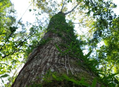 Campanha recolhe assinaturas para projeto de lei de iniciativa popular para proteger Amazonas