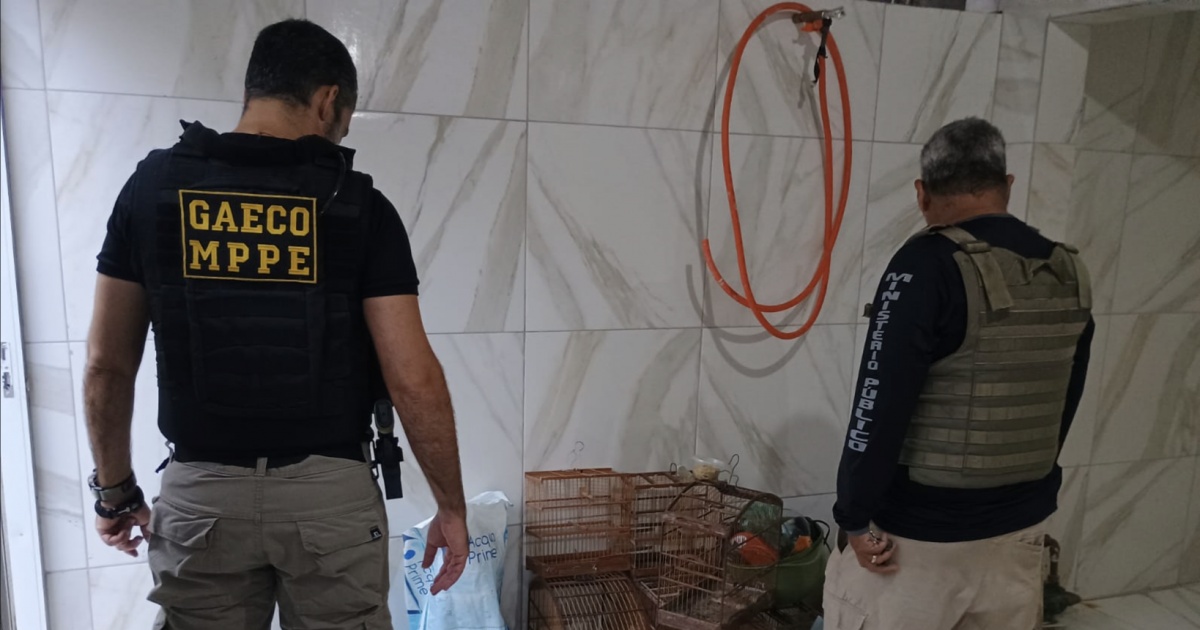 Operação Ninho de Falcão prende dois e apreende mais de 370 pássaros silvestres na Bahia e Pernambuco