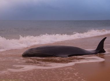Porto Seguro: 'Quase morta', baleia é salva por turistas e devolvida ao mar; veja vídeo