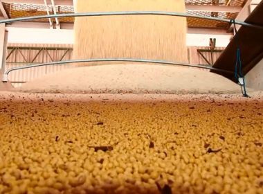 Oeste baiano tem recorde na produção de soja com 6 mi de toneladas