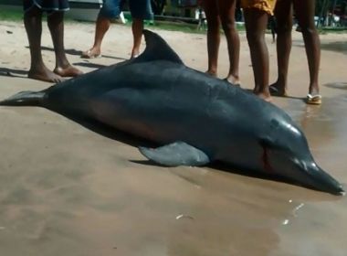 Itacaré: Golfinho foi encontrado morto com ferimentos a praia de Coroinha