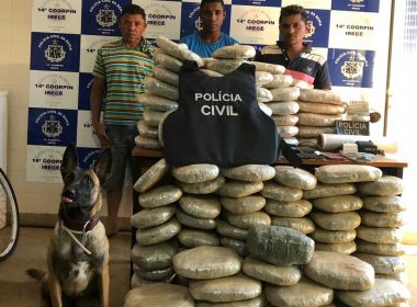 Irecê: Cadela fareja e Polícia Civil localiza 132 kg de maconha enterrados em imóvel