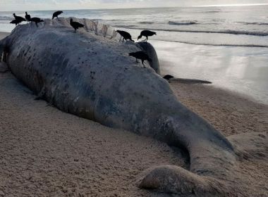 AlcobaÃ§a: Baleia de 12 metros Ã© encontrada; encalhe Ã© 4Â° da nova temporada de migraÃ§Ã£o