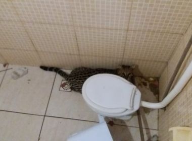 Dias D’Ávila: Jaguatirica é achada dentro de banheiro de igreja 
