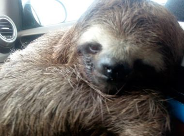 Preguiça é encontrada solta em Itamaraju e resgatada por morador