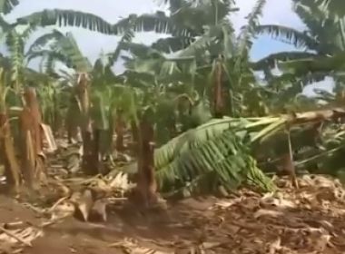 Barreiras: Plantação de bananas é parcialmente destruída após ventos com rajadas de 42 km/h