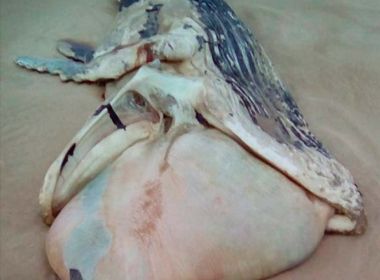 Baleia é encontrada morta em praia de Ilhéus; é o décimo caso na Bahia este ano 