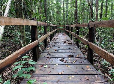 Porto Seguro: Parque do Pau Brasil ganha concessão de R$ 6 mi para incentivar turismo