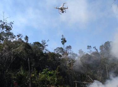 Conde: Com drone, PM descobre roça com 1,5 mil pés de maconha