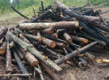 Camaçari: Ação prende 11 por desmatamento em área de proteção ambiental