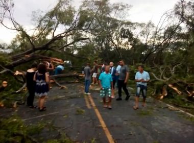 Andaraí: Cerca de 60 árvores caem devido a chuvas e interdita BA-142; grupo fez remoção