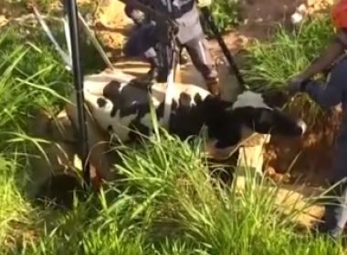 Barreiras: Vaca fica presa em vala de dois metros de profundidade; resgate durou 1 hora