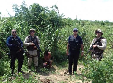Paratinga: Polícia encontra 100 pés de maconha camuflados em plantação de milho
