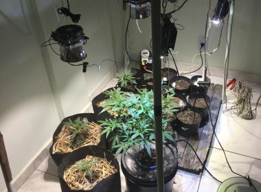 CÃ¢ndido Sales: Dupla Ã© presa apÃ³s manter estufa de maconha em apartamento
