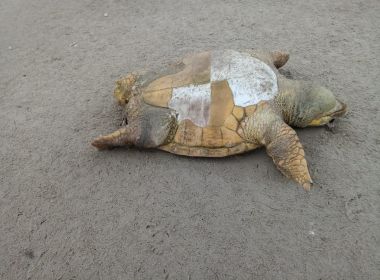 ONG registra mortes de 35 tartarugas em litoral sul baiano; aÃ§Ã£o humana Ã© principal causa