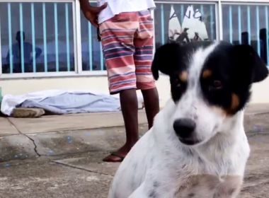 Eunápolis: Cachorro fica ao lado de corpo do dono assassinado até chegada da polícia 