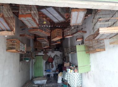 Operação Fauna Livre resgata mais 182 pássaros silvestres em Senhor do Bonfim