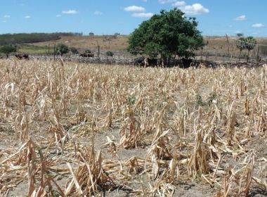União libera seguro de safra perdida a agricultores de 39 municípios baianos