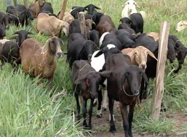 Criação de carneiro cresce no oeste baiano; região tem 46 mil cabeças de espécie