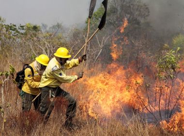 Três municípios baianos receberão brigadas para prevenir e combater incêndios florestais