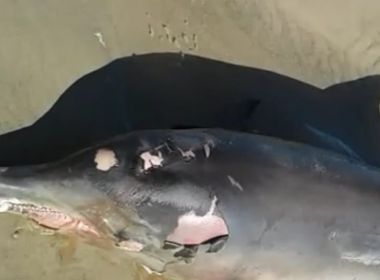 Boto é encontrado morto em praia de Ilhéus; animal é o 6º achado morto neste ano