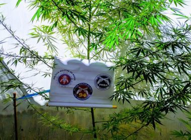 Caculé: Homem é preso após polícia encontrar plantação de maconha no quintal da casa dele