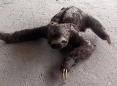 Bicho-preguiça adulto é encontrado próximo a residências em Itamaraju