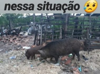 Coronel João Sá: Ação arrecada fundos para atender animais afetados em inundação