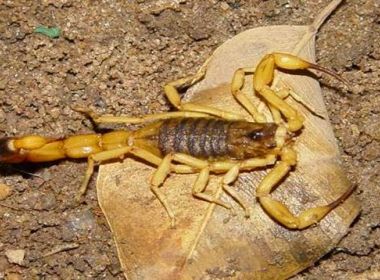 Ilhéus: Centro de Zoonoses alerta para incidência de escorpiões