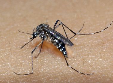 MudanÃ§a climÃ¡tica acelera aumento exagerado da dengue na Bahia, adverte infectologista 