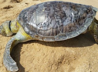 Tartarugas são encontradas mortas em praias de Ilhéus e Maraú