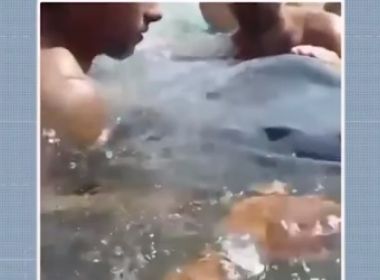 Maraú: Baleia Jubarte morre em praia; Bahia tem 30% de encalhes do país em 2019