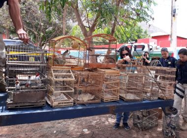 Mais de 200 animais silvestres são resgatados em operação no Rio Paraguaçu