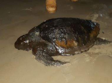 Ilhéus: Tartaruga manchada de óleo é encontrada em praia