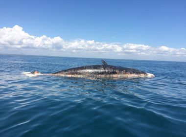 Porto Seguro: Baleia com óleo aparece morta; substância não é petróleo de praias