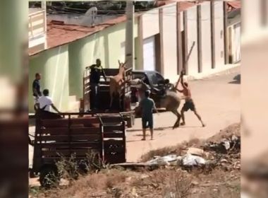 Jacobina: Homem agride cavalo com pedaço de madeira