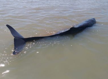 Baleia cachalote-anão morre encalhada em praia no sul da Bahia